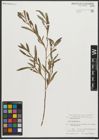 Foto von Salix purpurea L.